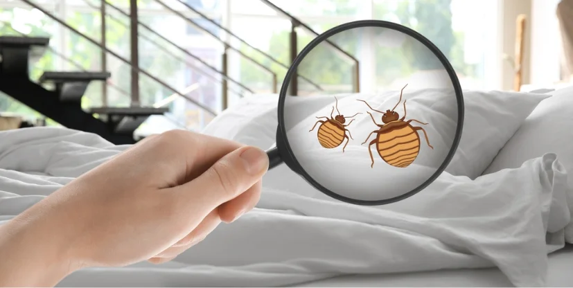 Bed Bug Treatment Services in Staten Island